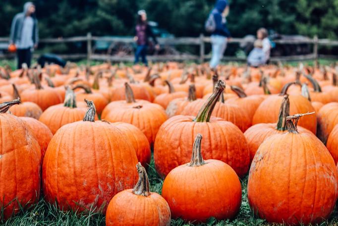 Ottawa’s Pumpkin Festival Is Happening This Month & It’s Serious Squash Goals 