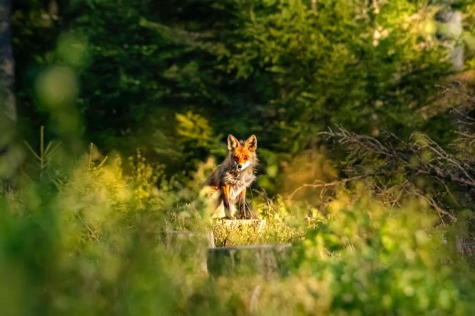 The nationwide hunting routes for the 2019/20 hunting year