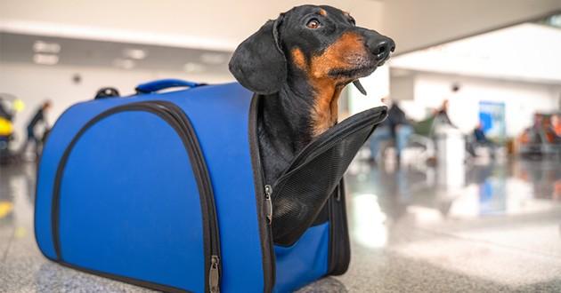 Les meilleurs sacs de transport pour chiens en 2021