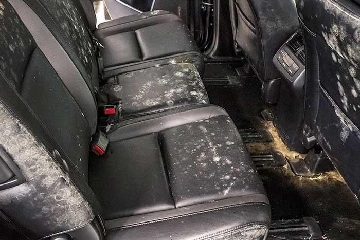 How to get rid of mold on a vehicle?