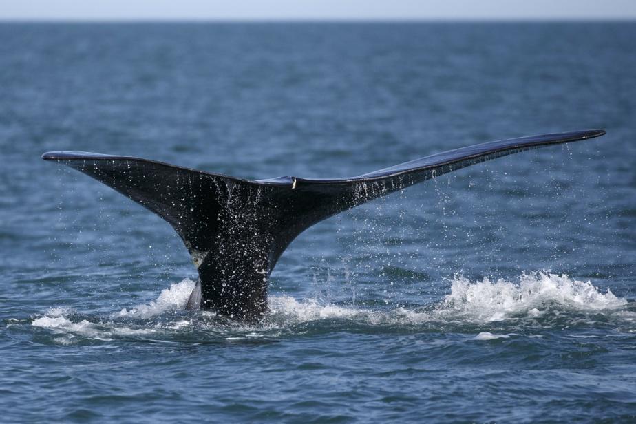 Massachusetts: a healthy fisherman after being "swallowed" by a whale