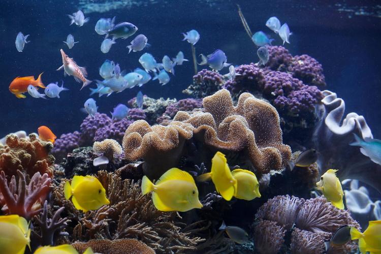 Speyer – SEA LIFE Speyer ab 30. Mai wieder geöffnet – Nach zehnwöchiger Schließung erkämpft sich das SEA LIFE Speyer zusammen mit der Stadt eine frühzeitige Eröffnung ab dem 30. Mai.