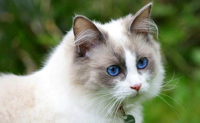 5 races de chats les plus affectueux