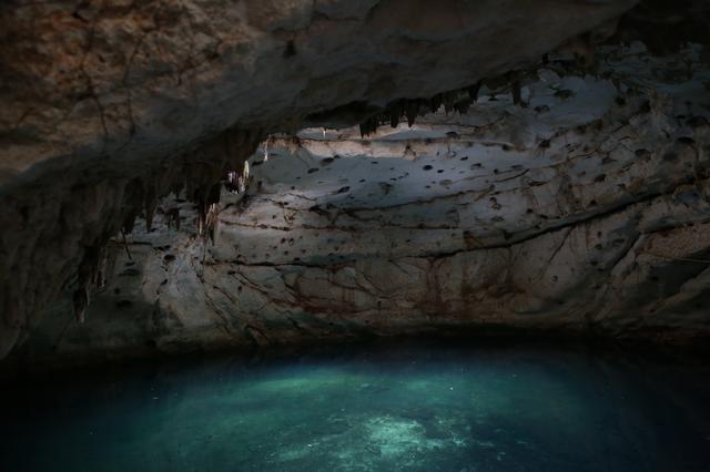 Authorization with irregularities farm of 49 thousand pigs in reserve of cenotes in Yucatan 'Immunological amnesia' caused by measles can affect protection against coronavirus