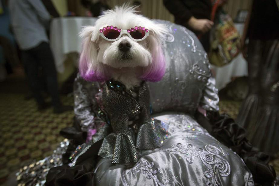 Fashion Week: les animaux de compagnie ont aussi leurs défilés 