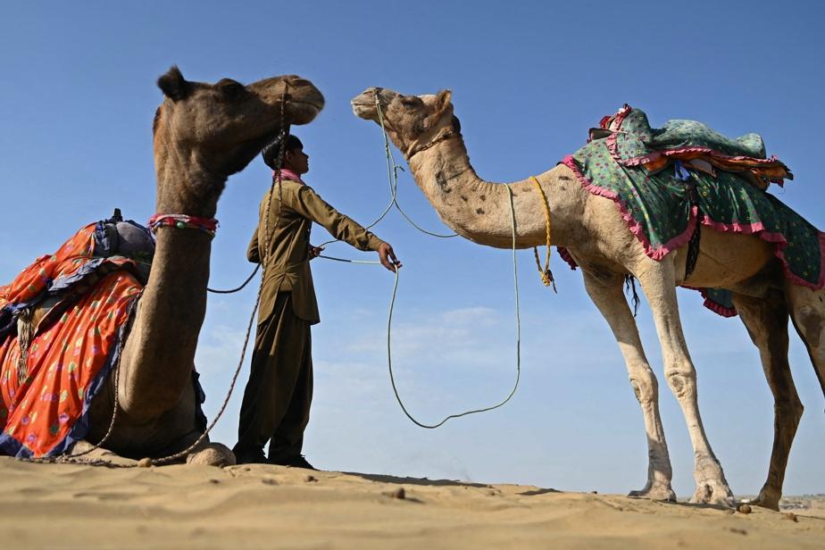 In India, the return of the largest dromedaries in the country