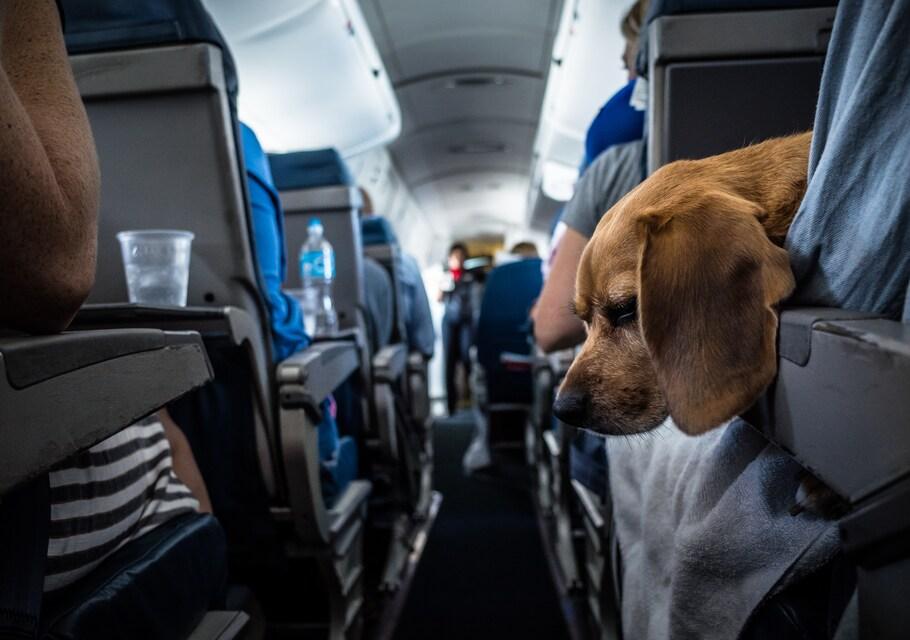 Vous prenez l'avion avec votre animal de compagnie ? Dix choses à savoir 