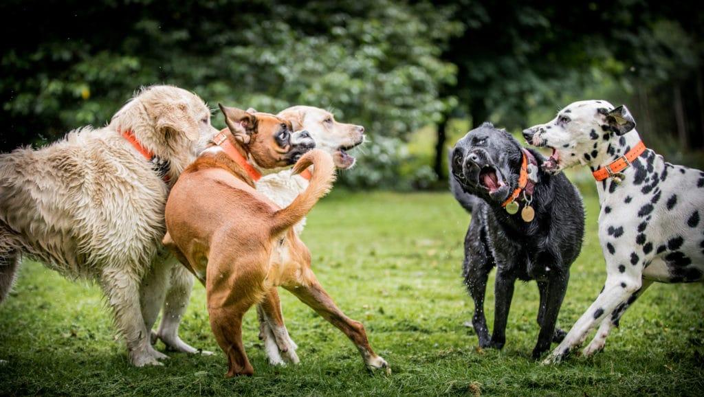 Où est-ce que votre chien est assis dans ce chien Hiérarchie de personnalité ? Où se situe votre chien dans cette hiérarchie de personnalité canine ? 