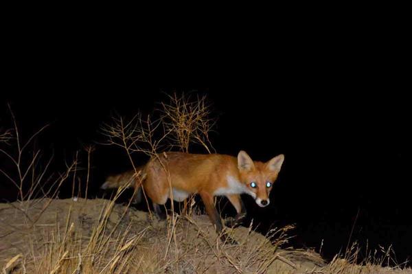 End of night fox hunting in the Somme THE WEEKLY NEWSLETTER OF CHASSONS.COM