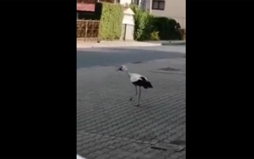 Stork tried to break into the office?There is a video