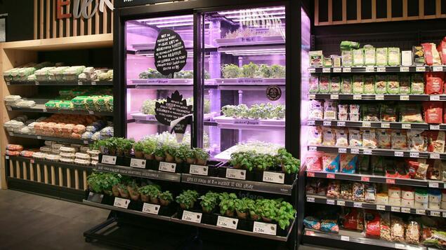 Growhouses in supermarkets: Founder of the Berlin start-up infarm nominated for price