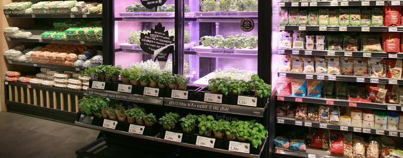 Greenhouses in supermarkets : Founder of the Berlin Start -ups Infarm nominated for prize 