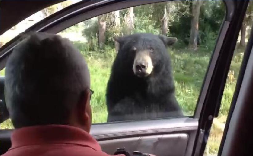 Do samochodu wszedł niedźwiedź. Sam otworzył drzwi! [Nagranie] 