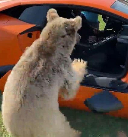 Niedźwiedź wyrywa drzwi w Lamborghini. Właściciel jedynie się śmieje [WIDEO] 