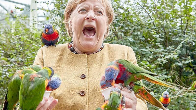 "Ein Bild für die Ewigkeit" Ein Rückblick: Merkel, die Papageien und das Kleid