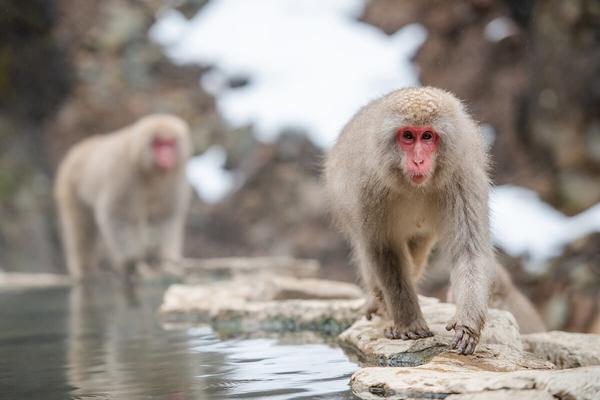 The Macaque - 7 Fascinating Facts About Macaques