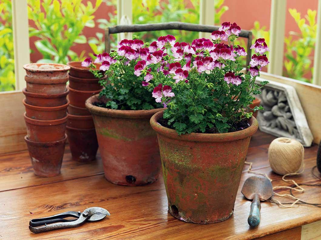 How to winter geraniums?Proven tips for the first frost and more