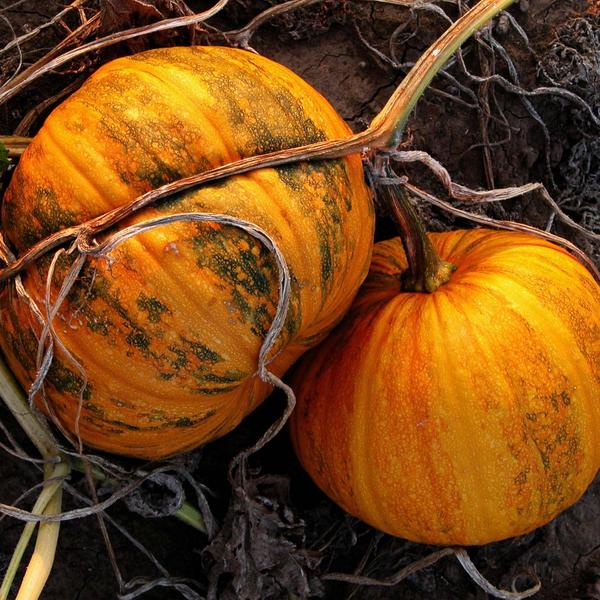 Grow pumpkin in the garden: tips for a rich harvest