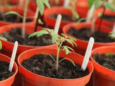 Tomaten aussäen & vorziehen: Wie und wann der Hobbygärtner die Tomatenpflanzen vorbereiten sollte 