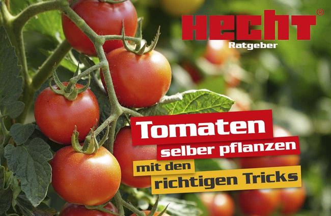 Tomaten selber pflanzen: Tipps zur Pflege und Ernte
