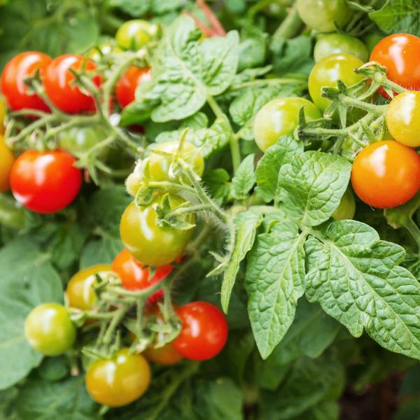 Tomaten selber pflanzen: Tipps zur Pflege und Ernte 