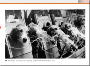 Tierversuche für Zigaretten: Werden Tabakprodukte an Tieren getestet? 
