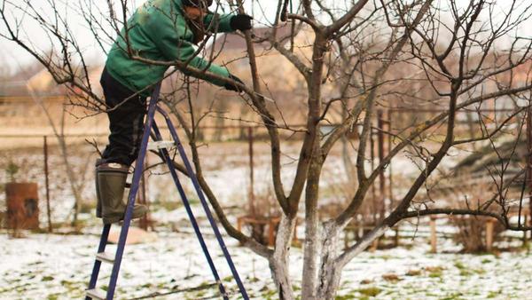 Gartenarbeit im Januar: So nutzt du die Winterruhe - Utopia.de 