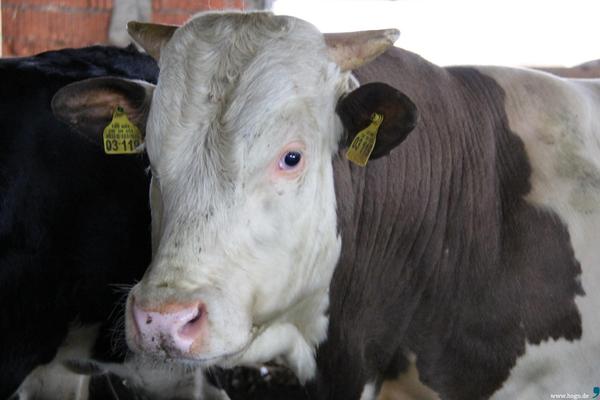 Landwirt Andreas Hödl: Mit Cow-Sharing und Hofladen in die Bio-Zukunft