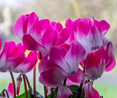 How to water the violets and cyclamen so that they bloom beautifully throughout the winter?