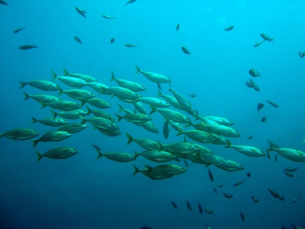 Inteligentne akwarium — kontroluj, monitoruj i dbaj o swoje ryby. Poradnik 