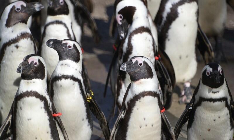 W gdańskim ZOO wykluły się cztery pingwiny tońce. To gatunek zagrożony wyginięciem