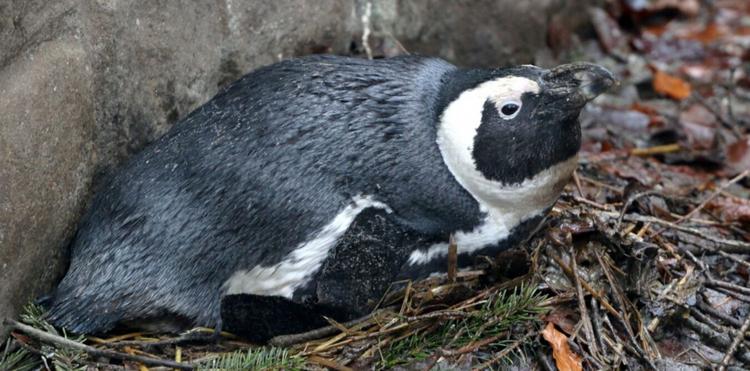 W gdańskim ZOO wykluły się cztery pingwiny tońce. To gatunek zagrożony wyginięciem 