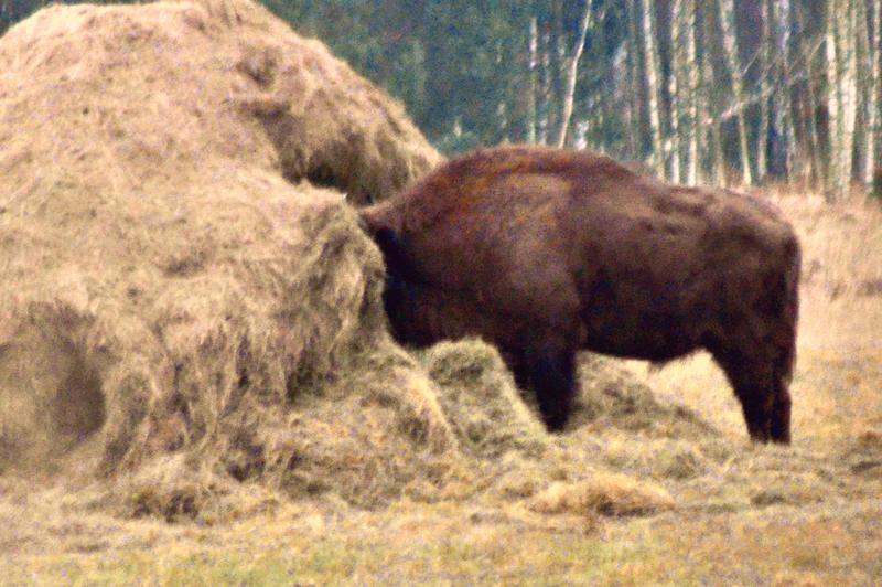 Przyroda - Podlaskie - wiadomości, historia, turystyka, atrakcje, przyroda 