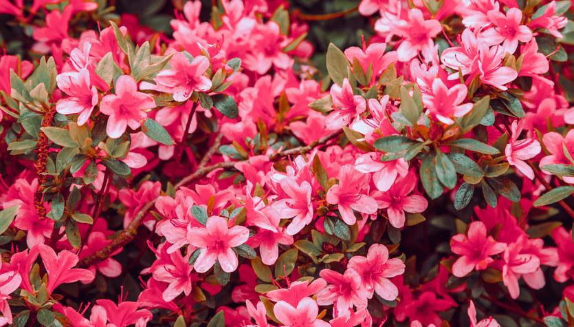 Jak pielęgnować rododendrony po przekwitnięciu? - Porady w INTERIA.PL