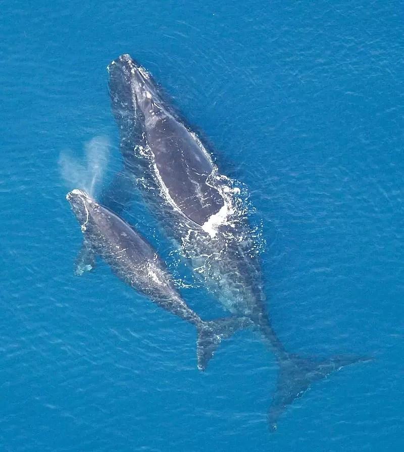 Wieloryb Biskajski | BlueLife Magazyn Nurkowanie, Podróże I Sporty Wodne
