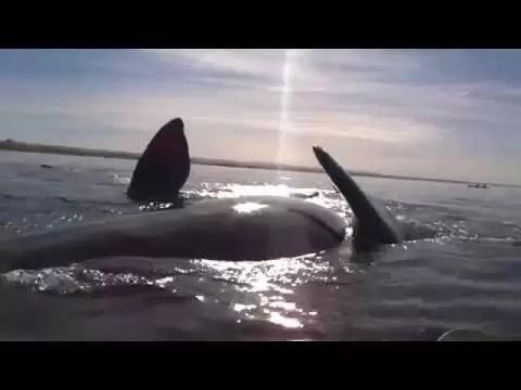 Wieloryb Biskajski | BlueLife Magazyn Nurkowanie, Podróże I Sporty Wodne 