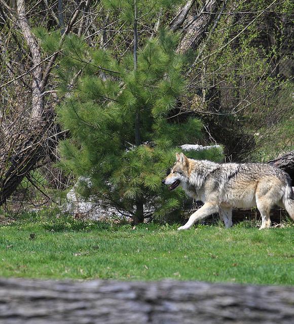 Velká smečka vlků zaútočila na stádo ovcí u Teplic nad Metují