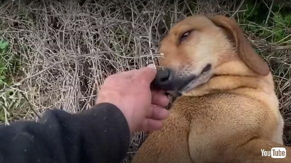 ギリシャの保護犬シェルターのそばで助けを求める野良犬 保護され安心しきった表情に涙(1/2 ページ) - ねとらぼ