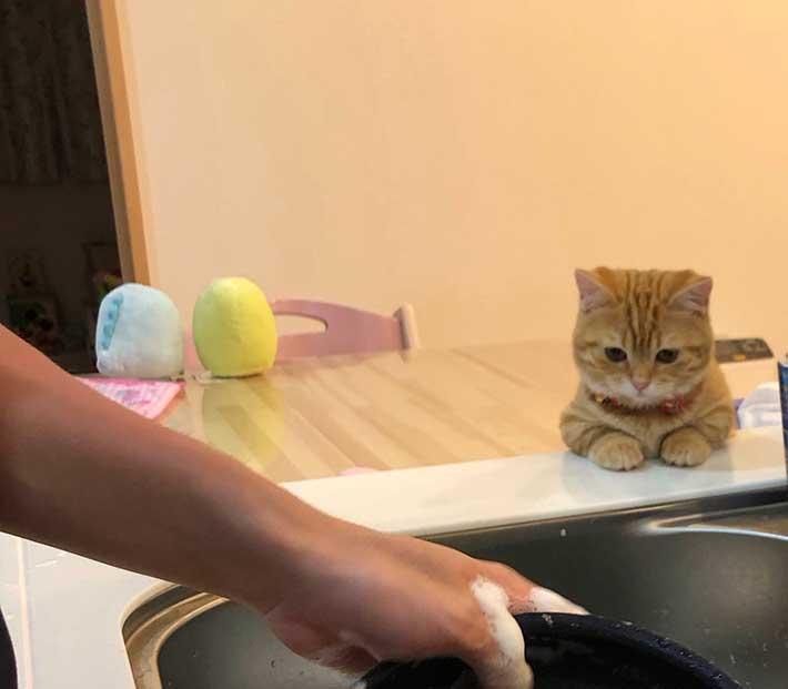 洗い物を横で見ていた子猫　とった行動に「かわいすぎる」 – grape [グレイプ] 