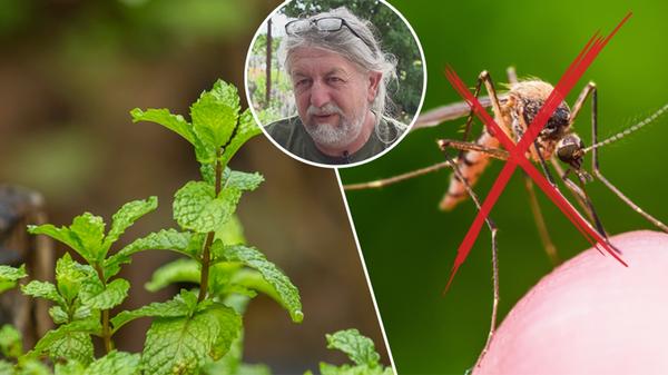 Trápí vás nálety komárů? Poznejte přírodní přípravky našich babiček