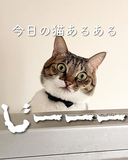 料理を始めると猫たちが集まってくるのはなぜ……？　キッチンでの“猫あるある”な行動に「うちも」と共感 - ねとらぼ 