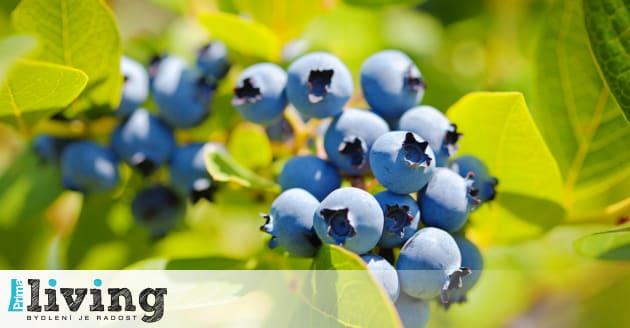 print font size how to grow Canadian blueberries: 7 mistakes you must not make
