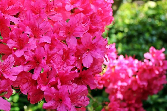 Gardener tips: beautiful azaleas - zlin.cz