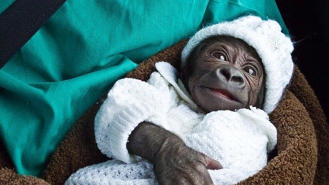 Gorila Tano je sameček. Potvrdily to konečně i genetické testy - National Geographic