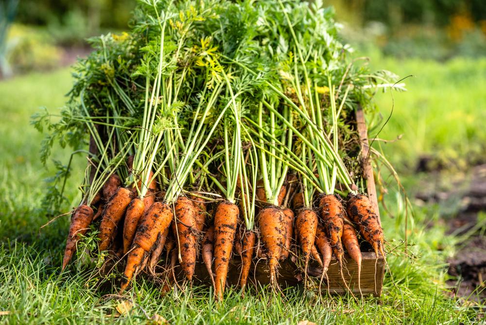 Jak skladovat kořenovou zeleninu a kdy je nejlepší ji sklidit