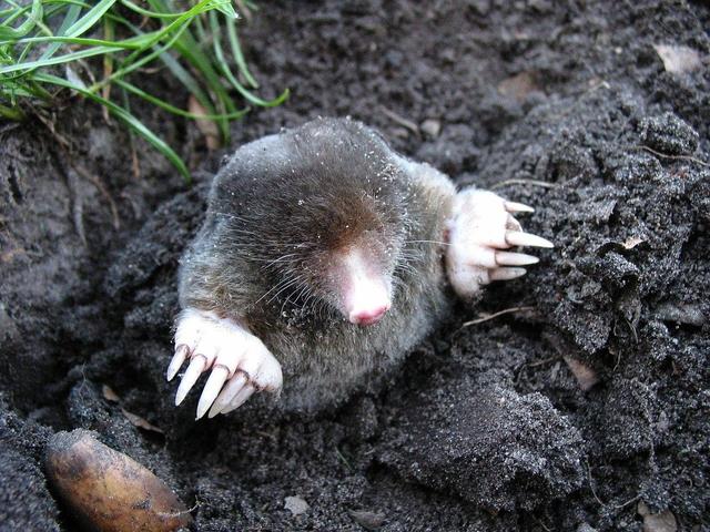 The gardener wanted to exterminate the mole using pyrotechnics.The explosion of the man broke both legs