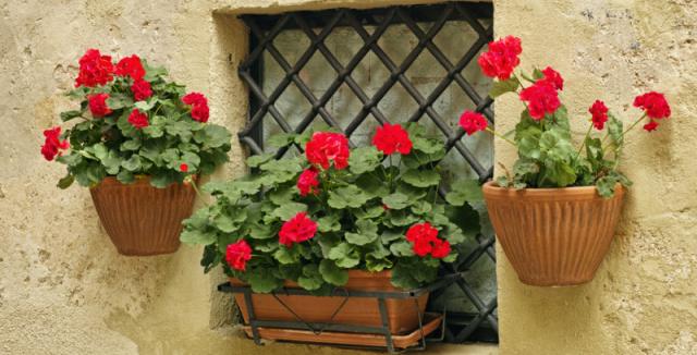 print font size How to winter geraniums to survive the cold days