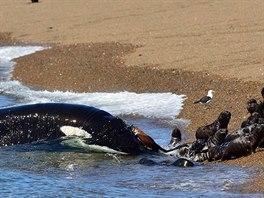 Inteligence a síla: kosatka karatisticky znehybní žraloka i utopí velrybu 