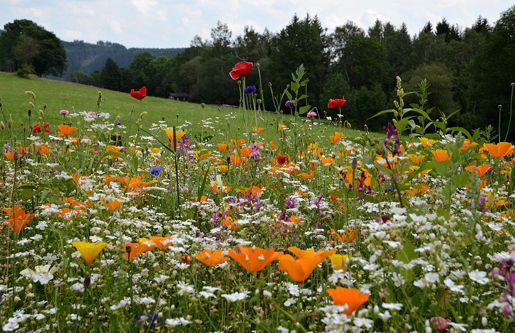 Sowing of flowery meadows and mcdonalization of the Czech landscape