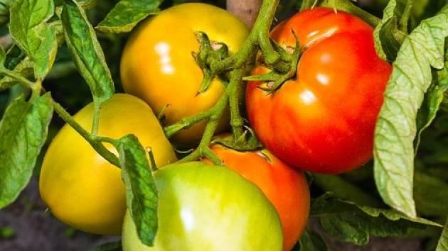 Kdy sklízet rajčata a kdy otrhat listy? Zkušený zahradník přidá další rajčatové tipy